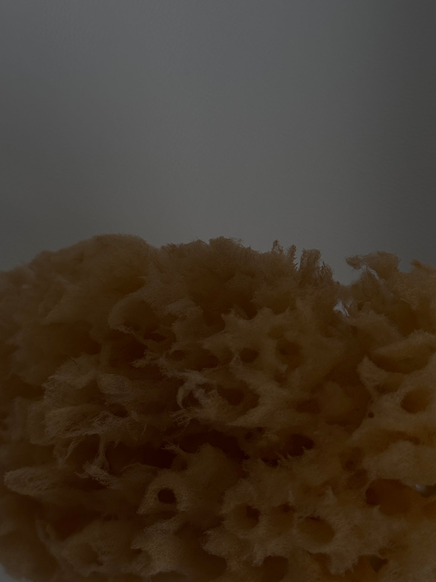 DEAD SEA SPONGE